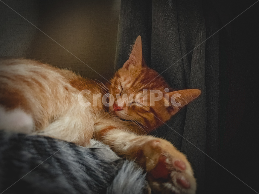 pet,abyssinian,아비시니아,animal,동물,cat,애완동물,포유류,mammal,고양이,잠자는,반려동물,냥이,kitten,kitty,반려묘,귀여운동물,sleeping,귀여움,잠든모습,동물,animal,포유류,mammal,고양이,cat,kitten,kitty