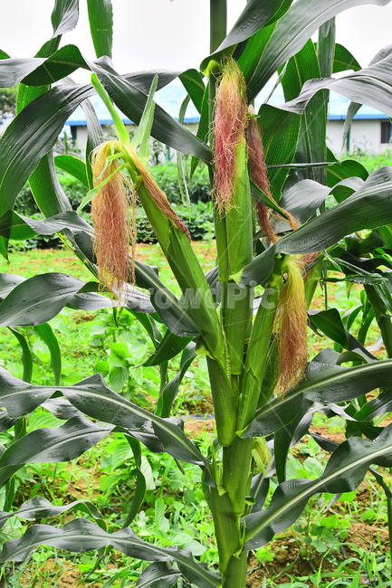 농업,옥수수,콘,농작물,먹거리,음식,식용,밭농사,농사,식재료,food,farming,corn,잎새,7월,작물,재배,시골,야외,들녘,옥수수수염,약용,배경,백그라운드,바탕,산업