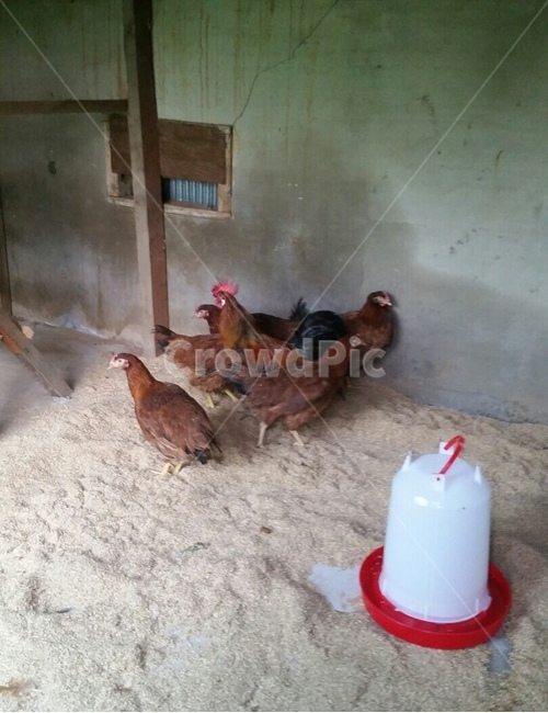 닭,수탉,암탉,시골집,시골,달걀,계란,동물,animal,조류,새,birds