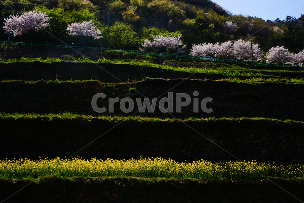 spring,spring flowers,rice terraces,Cherry Blossom,nature,fluid flower,yellow,spring scenery,flower