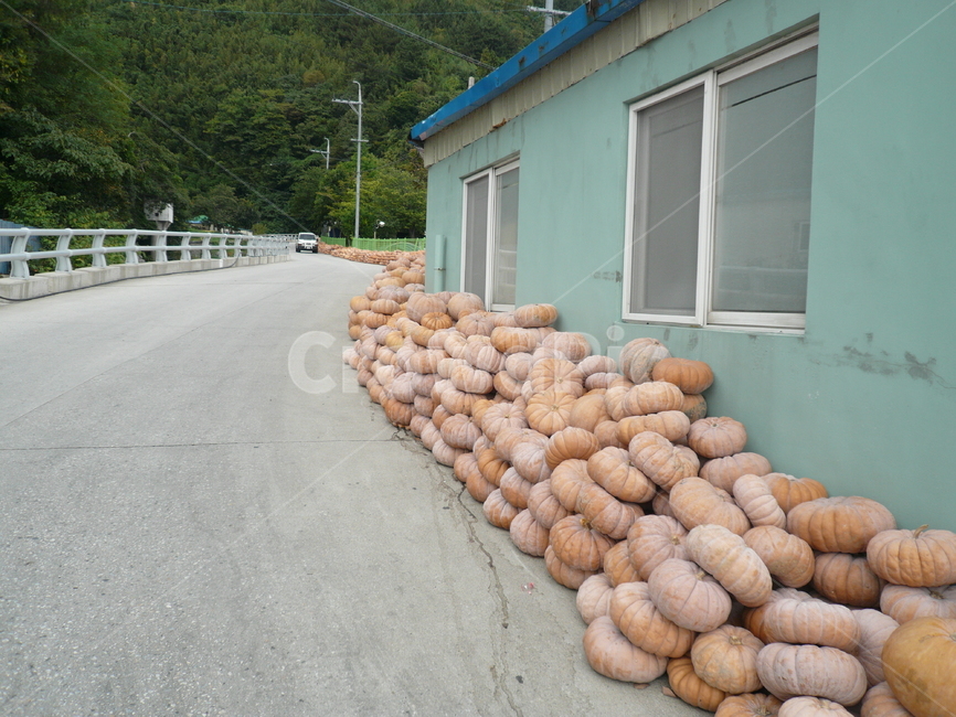 울릉도,늙은호박,호박,호박엿,정겨운,시골,pumpkin,country,nature,한국