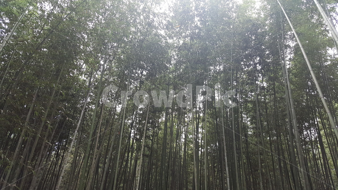 풍경,식물,나무,대나무,정원,자연,풍경,nature,landscape,plant