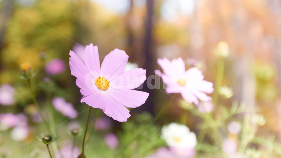 가을,코스모스,감성,꽃,식물,분홍색,가을,계절,fall,autumn,season,식물,자연,plants,nature,꽃,flower,plant