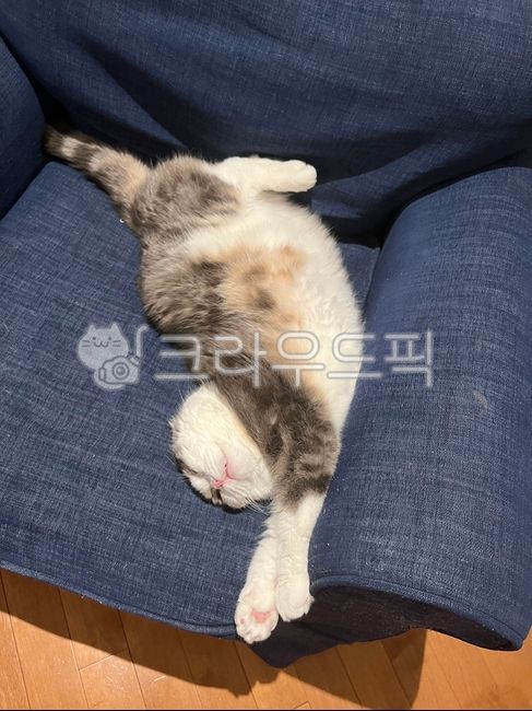cat stretching,cat,Scottish Fold,animal,stretching