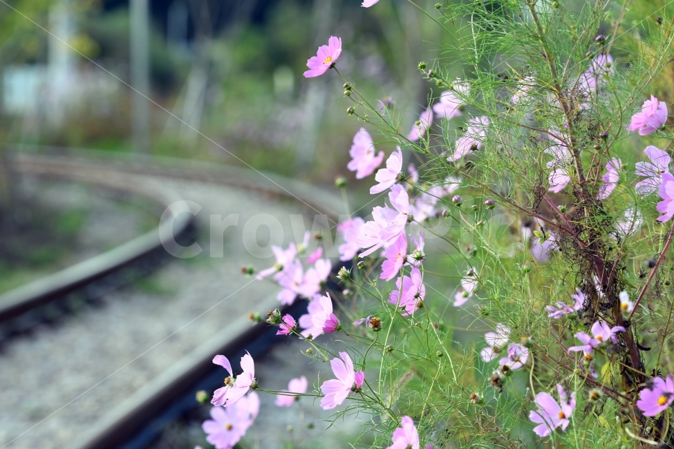기차,기찻길,코스모스,가을,꽃,풍경,가을,계절,fall,autumn,season,식물,자연,plants,nature,꽃,flower,감성,sensible,feeling