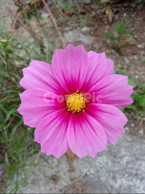 가을,코스모스,꽃,fallautumnseason,식물,가을꽃,plantflower,꽃잎,꽃술,autumnfallfeelingsensible,flower,식물,자연,plants,nature,꽃,flower
