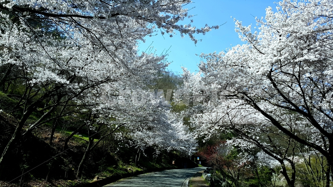 벚꽃,산책,가로수,자연,풍경