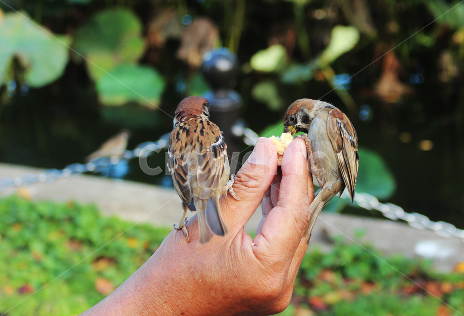 참새,모이,손,조류,커플,일본,공원,자연,손가락,야생,birds,인간