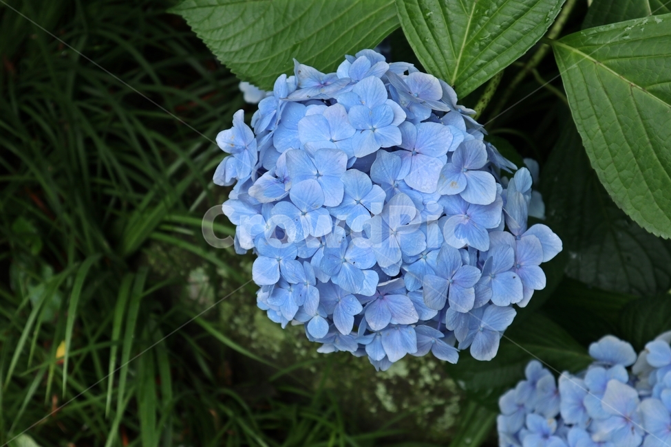 꽃,수국,자연,파란꽃,여름꽃,식물,flower