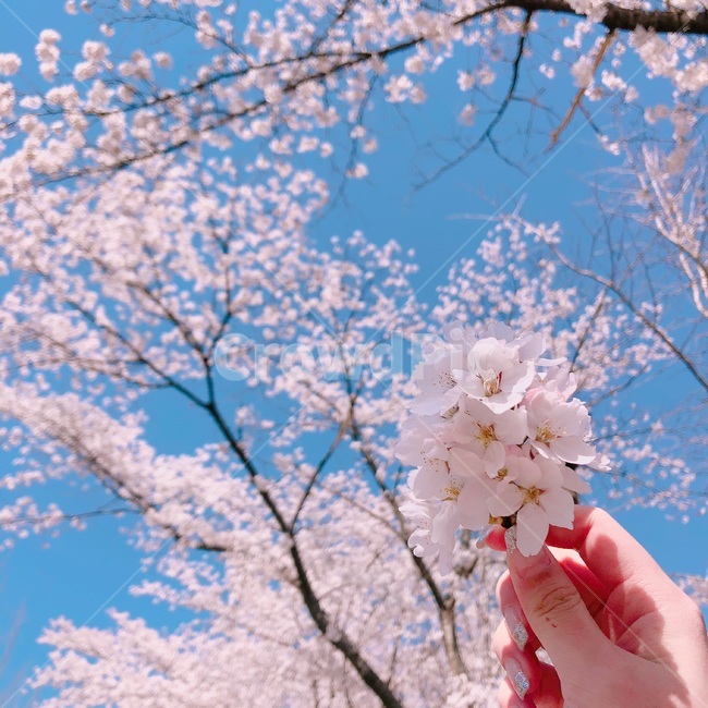 봄,벚꽃,하늘,나무,꽃