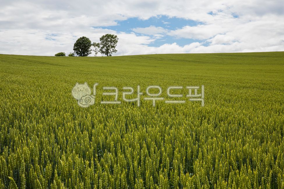 외국,일본,북해도,언덕,언덕배기,밭,시골,농촌,여름,호밀,호밀밭,하늘,안개,구름,field,들,들판,옥외,outdoors,자연,nature,farm,나무