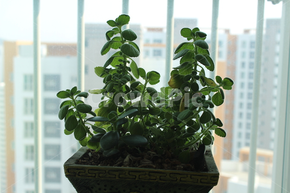 화분,항아리,jar,plant,식물,pottedplant,pottery,실내용화초,화분,화초,house plant
