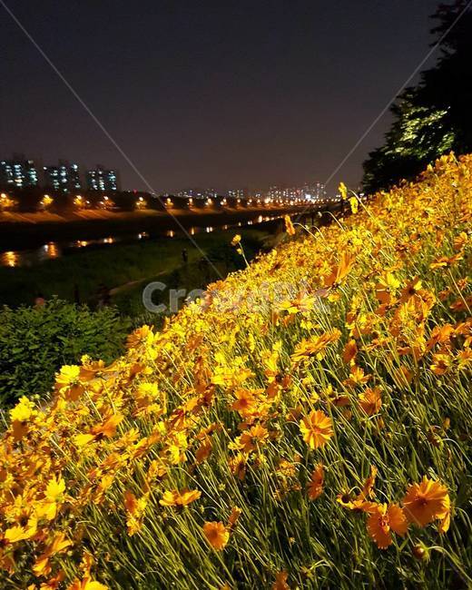 개나리,자연,꽃,풍경,내천,저녁,도시,분위기,forsythia,nature,flower,panorama,evening,landscape