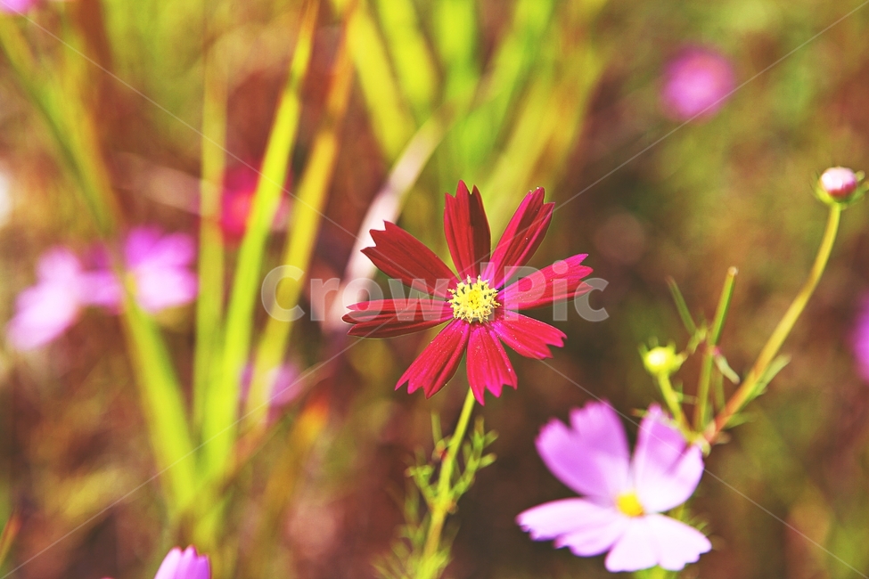 코스모스,꽃,꽃잎,식물,가을,가을꽃공원,자연,가을,계절,fall,autumn,season,식물,자연,plants,nature,꽃,flower,plant