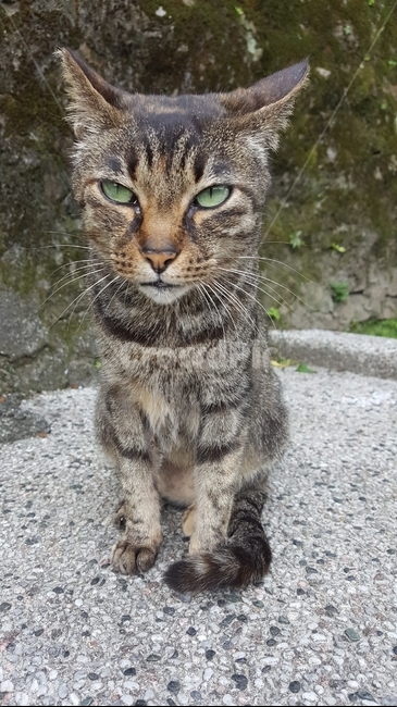 들고양이,도둑고양이,길고양이,에메랄드눈고양이,앉아있는고양이,수염고양이,고양이,줄무늬고양이