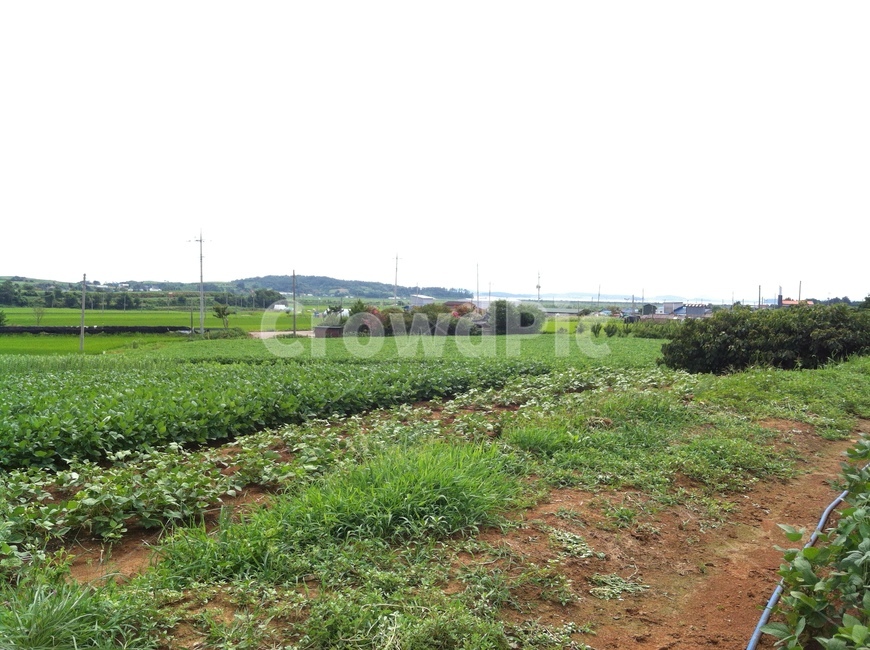 들판,시골,풍경,농촌,밭,하늘,산업,industry,industrial,농업,농사,agriculture,farming,farming industry