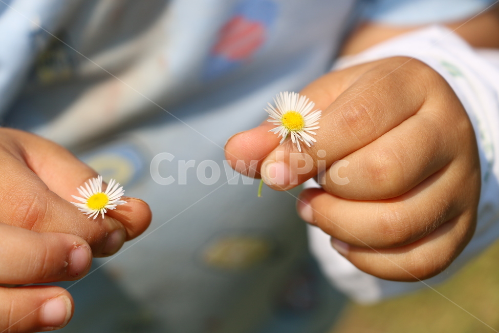 자연,풍경,꽃,아기손,개망초,식물,자연,plants,nature,꽃,flower,사람,인물,인간,human,person,신체일부,몸,body