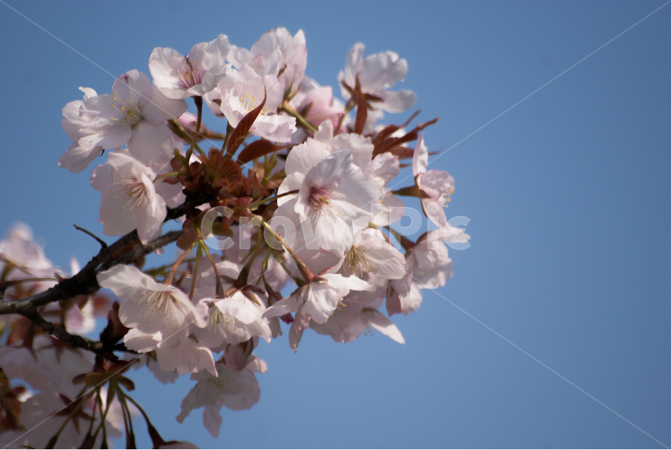 벚꽃,벚나무,봄,일본,식물,나무,4월,매크로,흰색,사쿠라,꽃,개화,sakura,cherryblossom,spring,flower,bloom,plant,봄,계절,spring,season,식물,자연,plants,nature,꽃,flower,blossom
