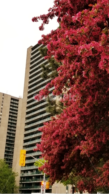 건물,단풍,빨간잎,도시,공원,building,흐린날,식물,plant,빨강,빨간,가을,계절,fall,autumn,season