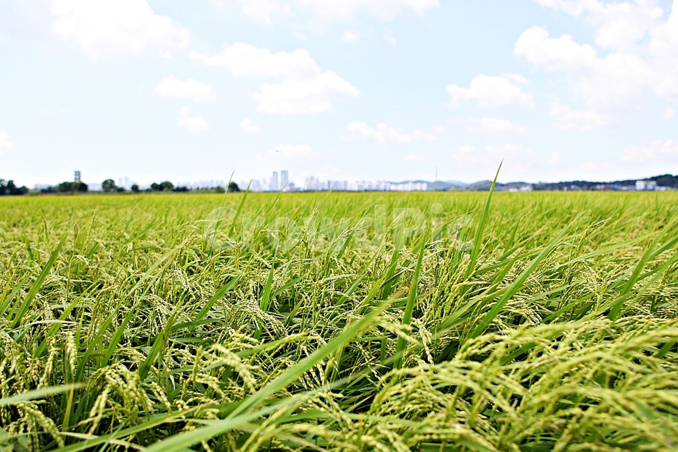 벼,곡식,쌀,논,농업,농사,들,자연,풍경,하늘,구름,자연,풍경,nature,landscape,grassland,목초지,field,outdoors,옥외