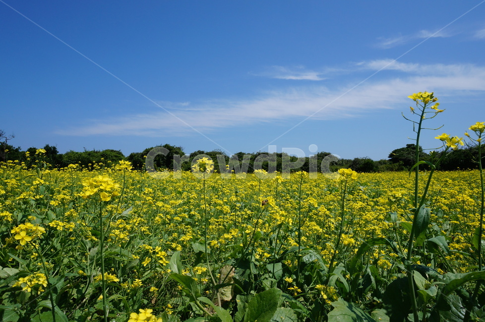 꽃,유채꽃,제주유채꽃,유체꽃,꽃밭,식물,자연,plants,nature,꽃,flower