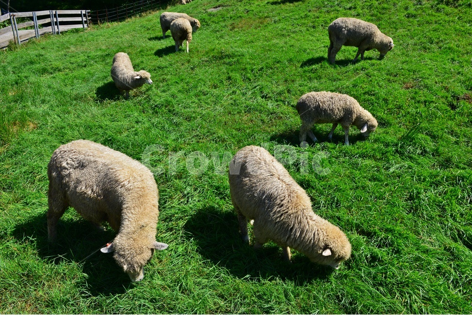 대관령,양떼목장,대관령양떼목장,grassland,목초지,field,들,outdoors,옥외,nature,자연,rural,농촌,farm,농장,pasture,목장,slope,경사,sheep,양,animal,동물,mammal,포유류