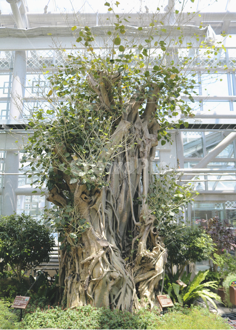 경주,동궁원,식물원,식물,관광지,식물,자연,plants,nature,나무,trees,wood