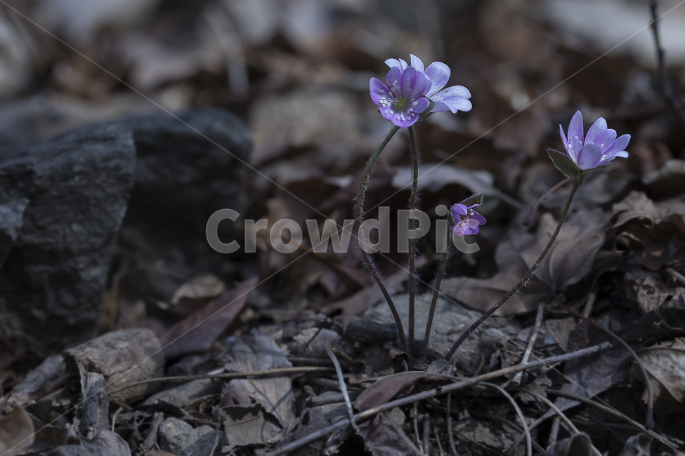노루귀,Hepatica,신뢰,자신감,인내,confidence,수리산,구봉산,화야산,봄꽃,식물,자연,plants,nature,꽃,flower