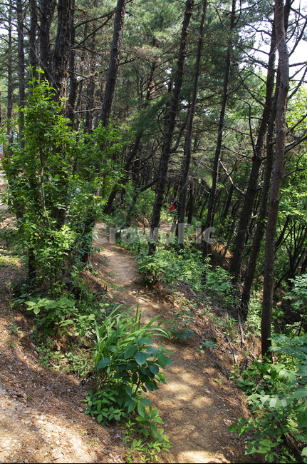 초록,나무,식물,plant,자연,nature,숲,빛,자연,풍경,nature,landscape,path,통로,ground,바닥