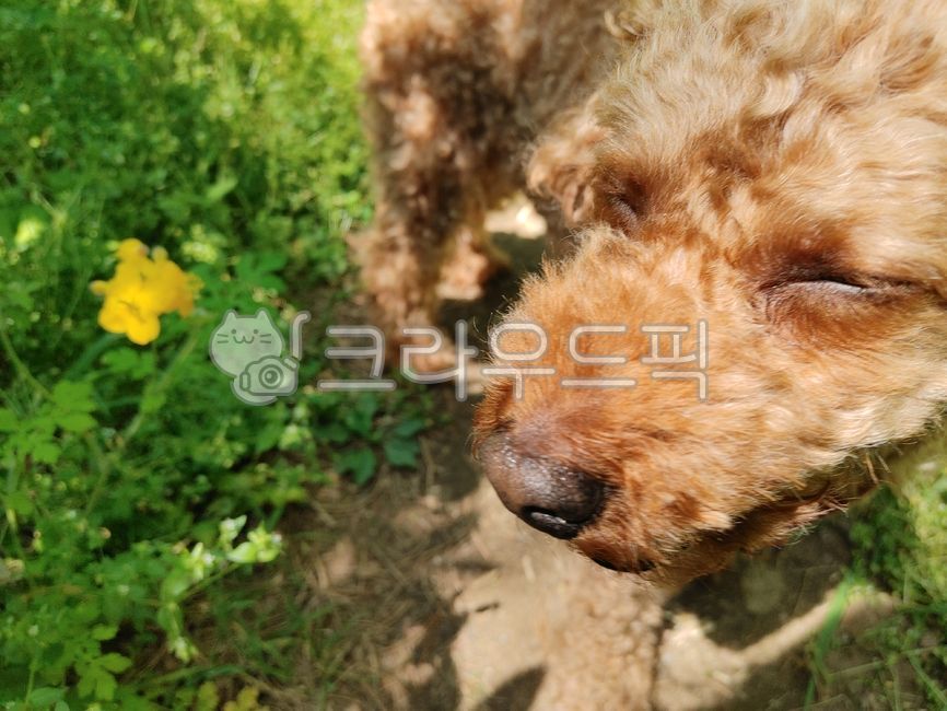 smiling puppy,poodle,puppy,Dog,Cute puppy,brown poodle