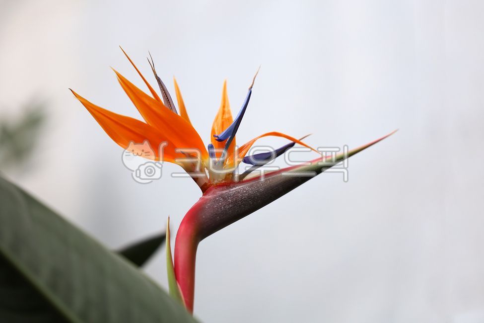 Plants,bird of paradise,angiosperms,bird of paradise,wild flowers,greenhouse,nature