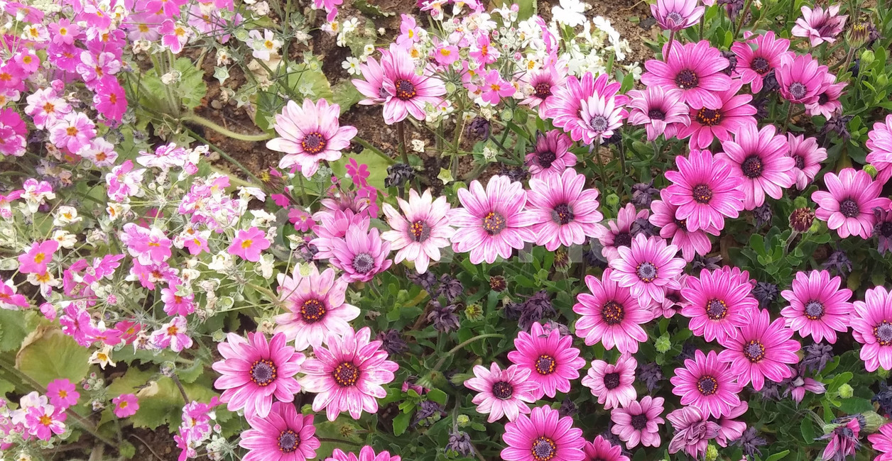 plant,식물,blossom,꽃,flower