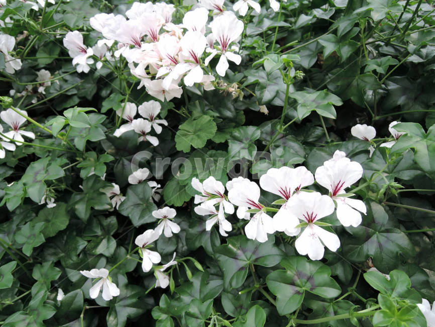 꽃,식물,flower,가든,garden,정원,예쁜,화려한,식물,자연,plants,nature,꽃,flower