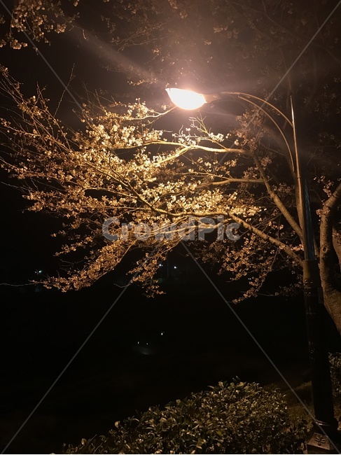 벛꽃,가로수,자연,풍경,꽃,야경,밤,풍경,nightscape,night,landscape,나무,trees,wood,flare,플레어,light,빛
