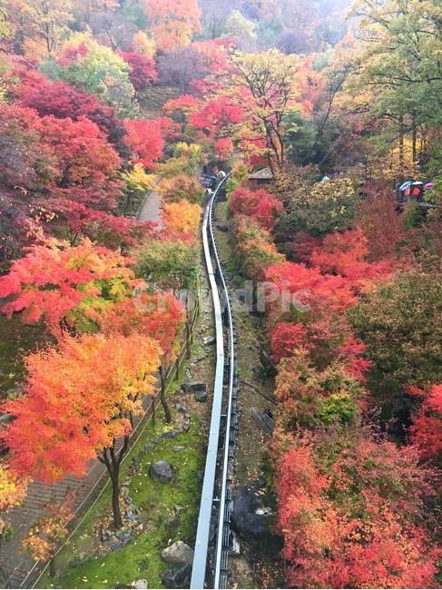 단풍,가을,선로,단풍나무,풍경