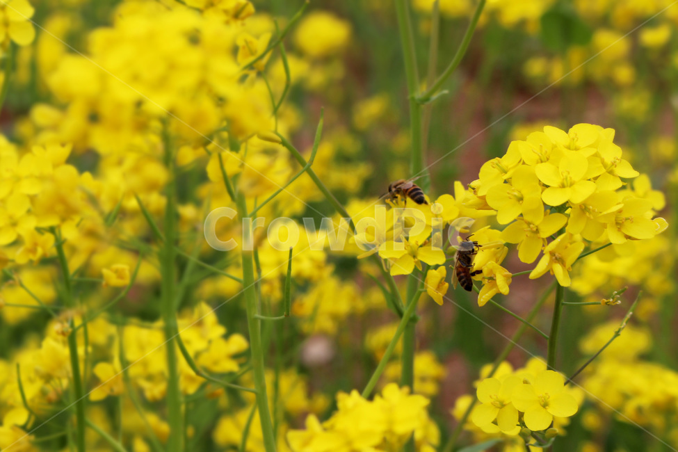 꽃,봄,유채꽃,꿀벌,노란색,식물,자연,plants,nature,꽃,flower