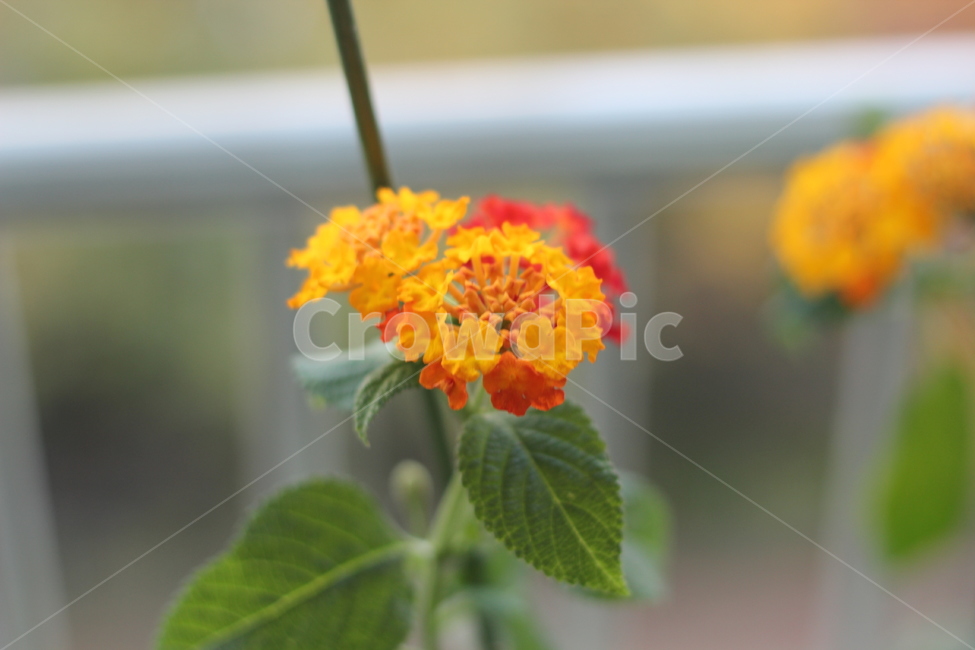베란다,꽃,화분,노랑,주황,보케,식물,자연,plants,nature,꽃,flower