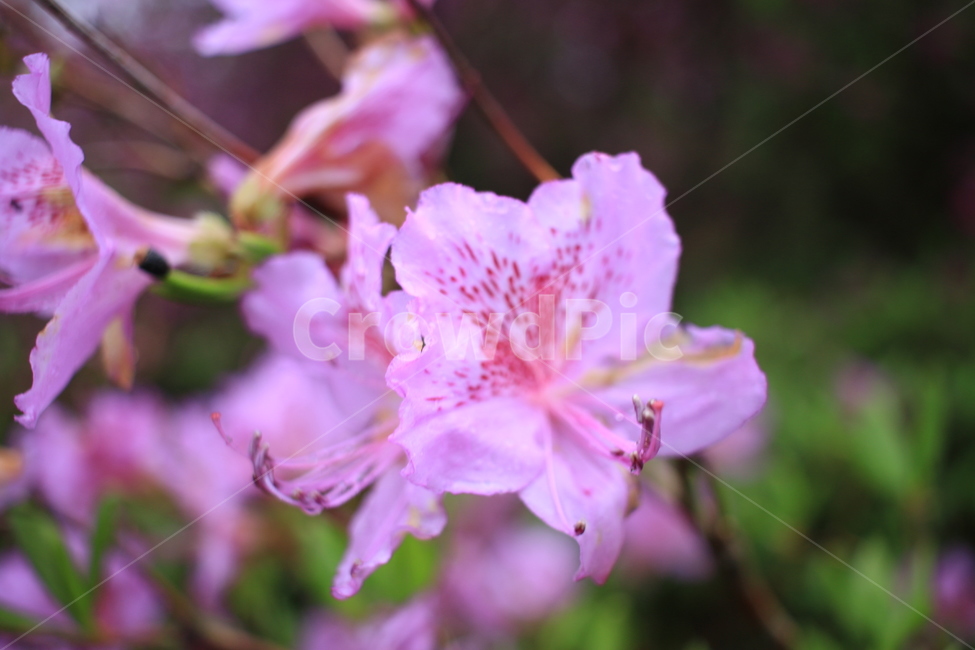 봄,비,봄비,철쭉,사라의기쁨,봄,계절,spring,season,식물,자연,plants,nature,꽃,flower,plant,geranium,제라늄,blossom