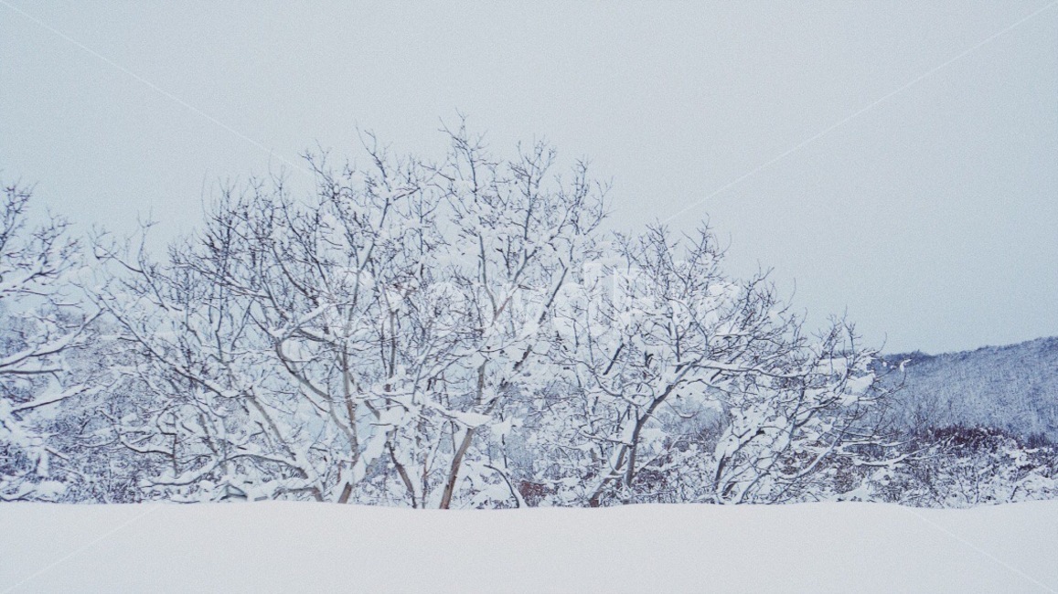 삿포로,눈,snow,sapporo,눈꽃,흰색,white,겨울,계절,winter,season,자연,풍경,nature,landscape,storm,폭풍,outdoors,옥외,blizzard,눈보라