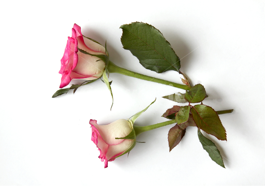 꽃,장미,장미꽃,핑크,생화,rose,flower,pink,신선한,green,leaf,leaves,녹색,그린,잎,나뭇잎,장미잎,탑앵글,식물,사랑,로맨스,love,romantic,두송이,꽃,flower,누끼,remove background