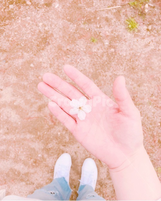봄,봄꽃,벚꽃,벚나무,감성사진,봄,계절,spring,season,꽃,flower,감성,sensible,feeling,hand,손