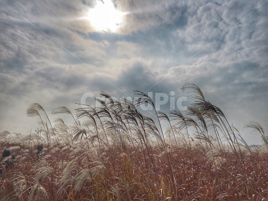 가을,갈대,억새,자연,풍경,쓸쓸한,해질녘,하늘공원,가을,계절,fall,autumn,season,grass,잔디,plant,식물,lawn,reed
