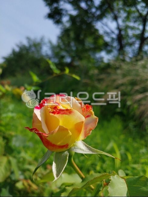 rose,yellowrose,장미,장미꽃,노란색장미꽃,노란장미,꽃,flower,배경화면