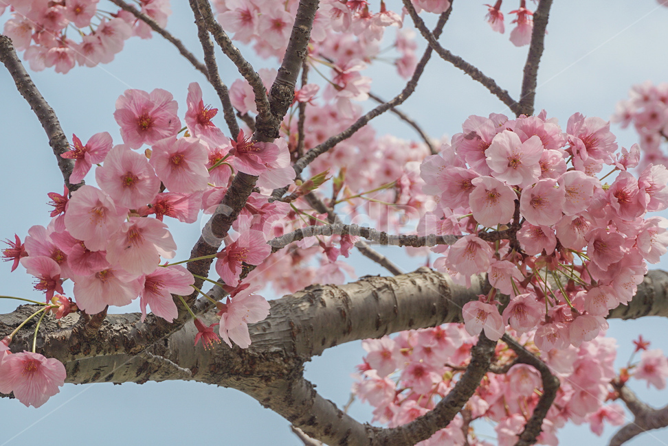 벚꽃,식물,꽃,나무,봄꽃,flower,봄,계절,spring,season,식물,자연,plants,nature,꽃,flower,plant,blossom,cherry blossom