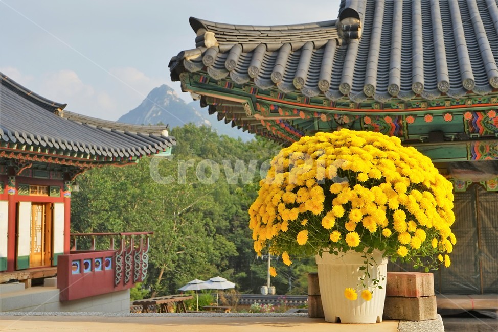 가을,국화,노랑,만개,빛,꽃,지붕,구름,사찰,buddhisttemple,light,fullbloom,bloom,yellow,fall,autumn,chrysanthemum,향기,우아함,계절,season,flower,floral,nobility,고귀함,가을대표,사찰배경,기와,templebackground,단청,전통건축물,한국전통,국화꽃화분,기와집,전통,한옥,패턴,옥상,배경,전통적인,한국의construction,한국문화,koreantraditional,koreanculture,건축물,건물외,가을꽃,식물,노랑꽃,꽃봉오리,국화꽃,plant관,exterior,building,structure,architecture,한국전통,한국문화,korean traditional,korean culture,건축물,건물외관,exterior,building,structure,architecture,construction