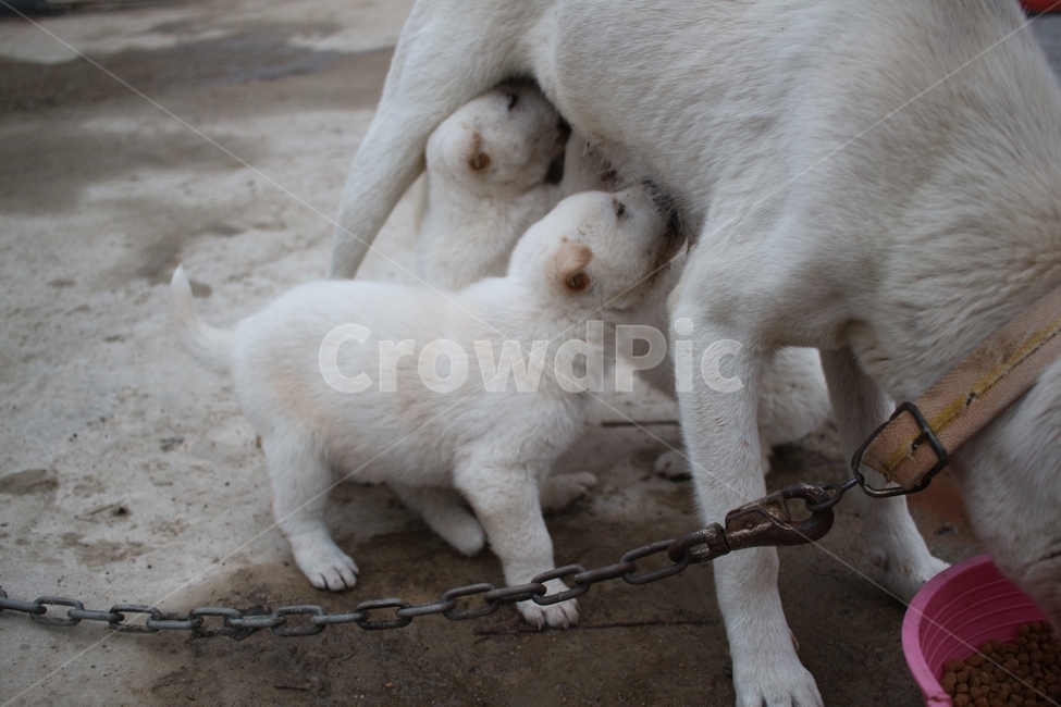 시골강아지,새끼강아지,강아지,백구,귀여운,puppy,cute,가족,family,동물,animal,포유류,mammal,개,강아지,dog,doggy,가족,패밀리,family