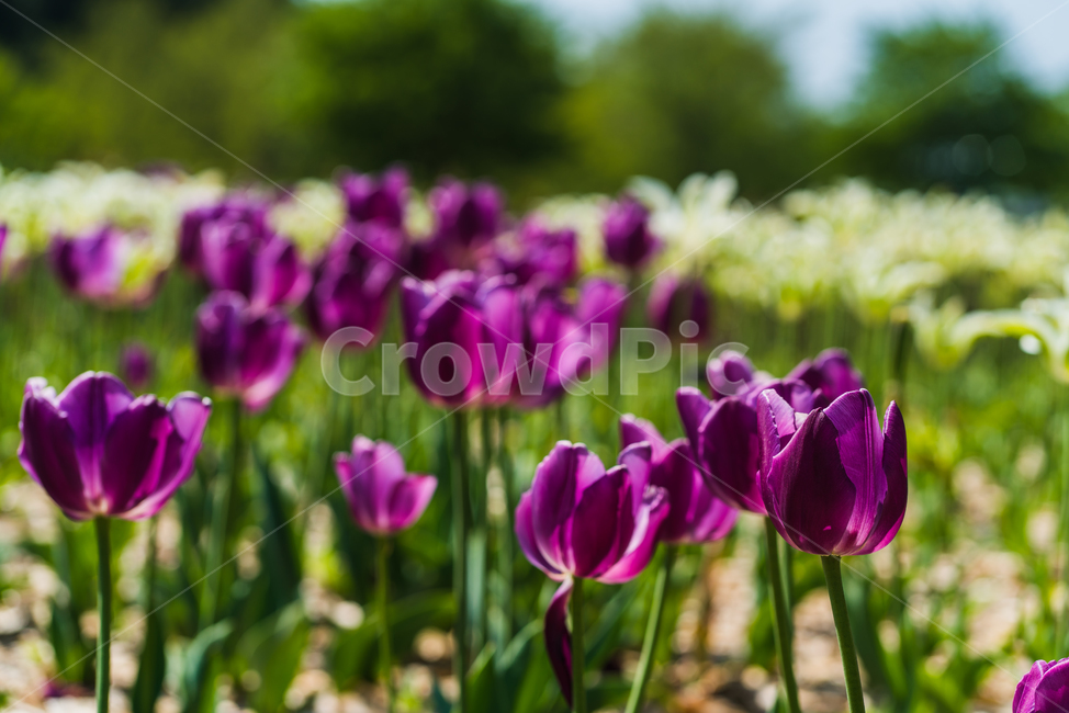 plant,식물,flower,blossom,꽃,봄,식물,자연,plants,nature,꽃,flower