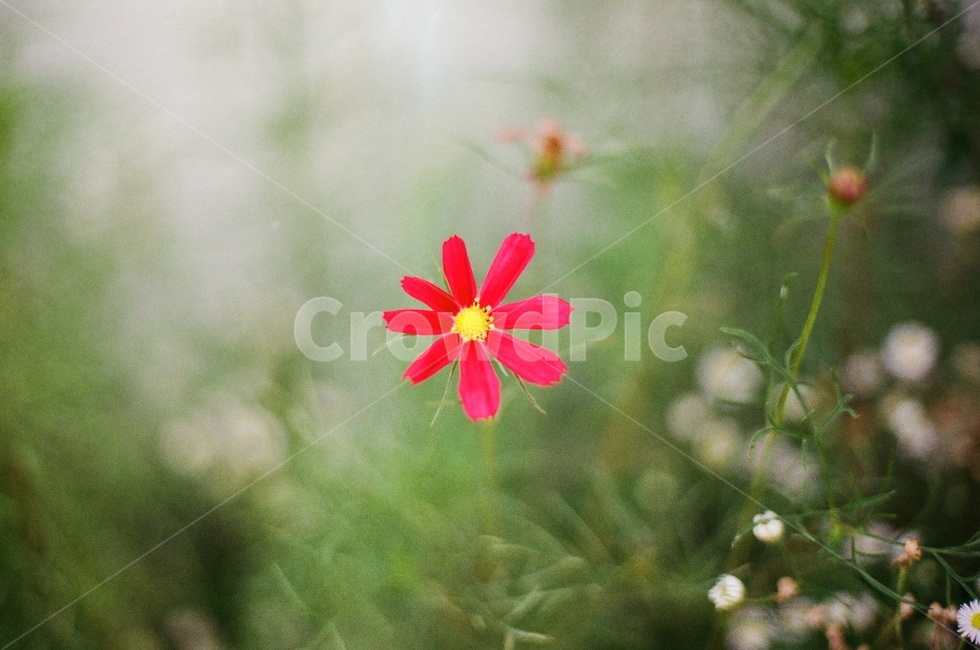 가을,코스모스,꽃,늦여름,아웃포커스,plant,식물,필름사진
