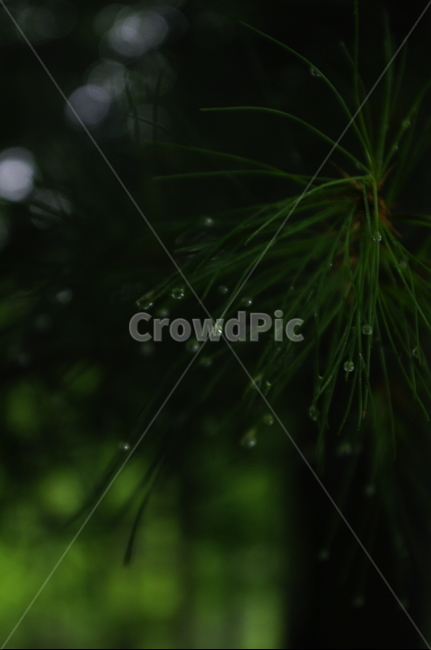 비,물방울,초록,잎,나무,식물,plant,자연,nature,자연,풍경,nature,landscape,비,비오는날,rain,rainy,food,음식,seasoning,양념