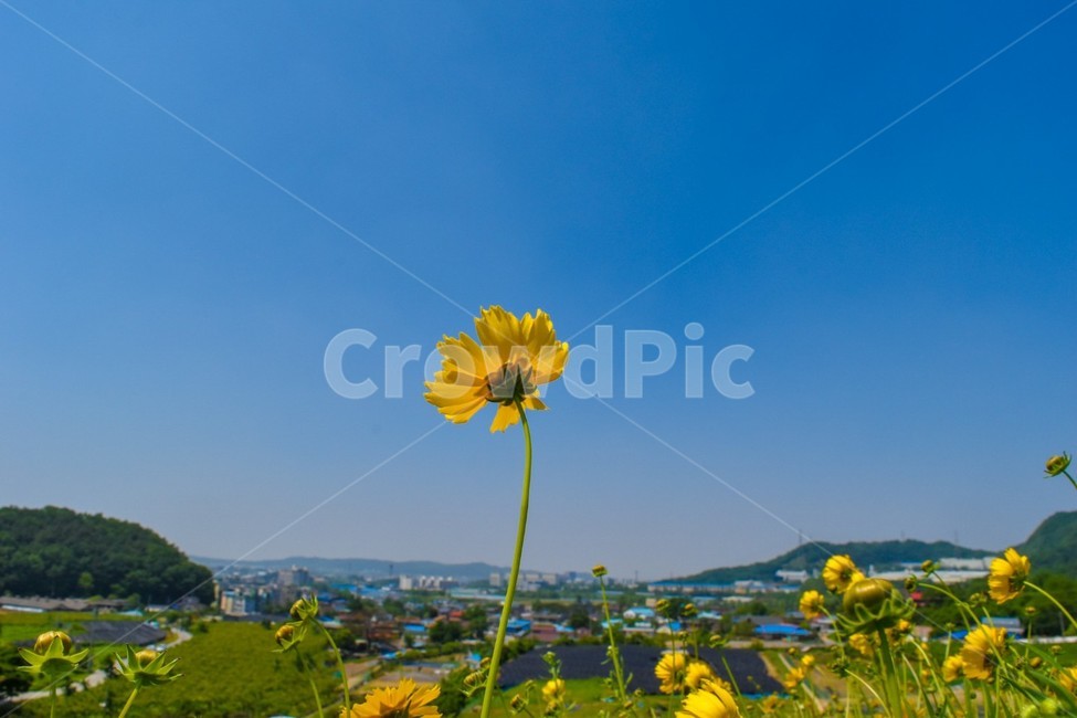 금계국,꽃,노란꽃,풍경,여름꽃,여름,하늘,식물,자연,plants,nature,꽃,flower